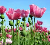 Опиум Инвестора