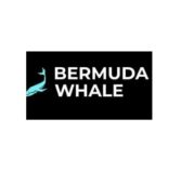 Bermuda WhaleТелеграмм Bermuda WhaleТелеграмм