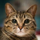 Астего Астего