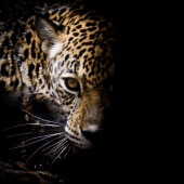 Один хороший трейд Один хороший трейд